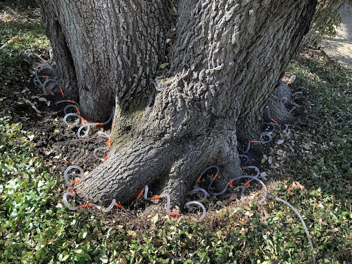 Detailed Tree Cabling and Bracing job site in Lepanto
